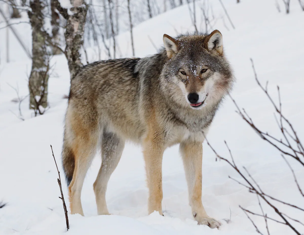 แ แฃแฎแ แแแแแ (Canis lupus) แแฃแแแแแ แกแแฅแแ แแแแแแจแ