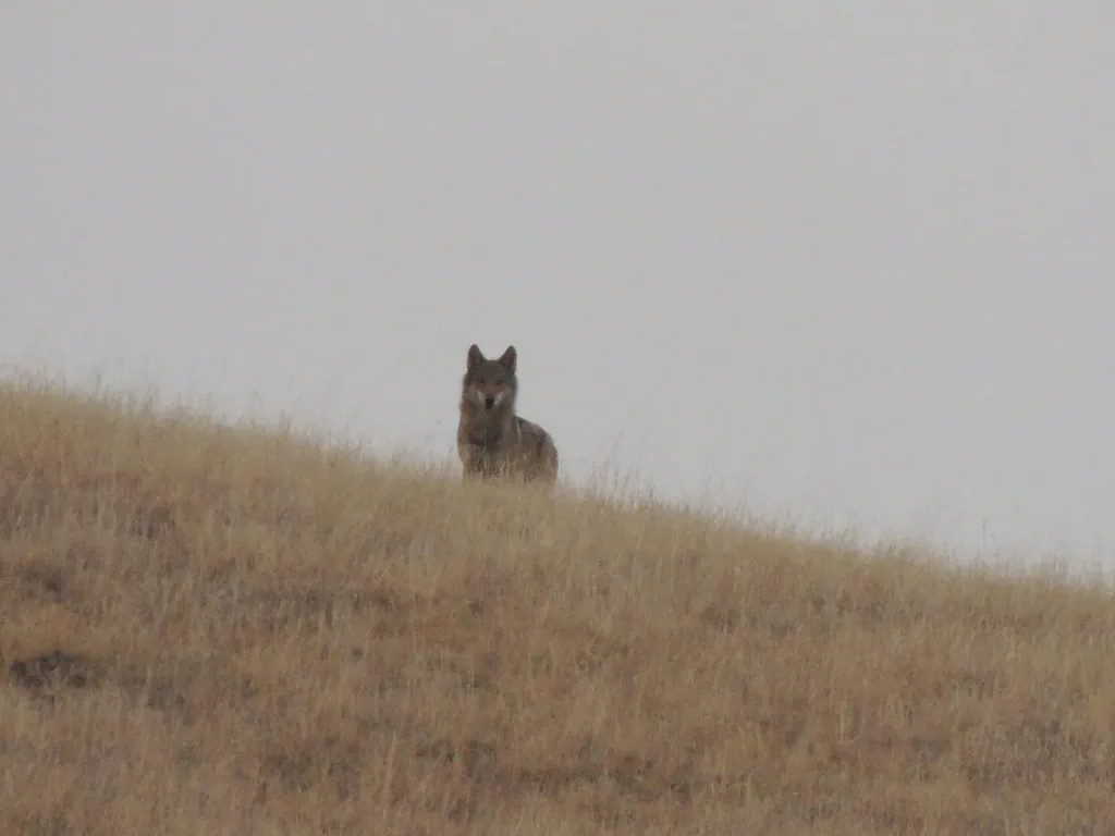 Grey wolf (Canis lupus) — David Gareja desert
