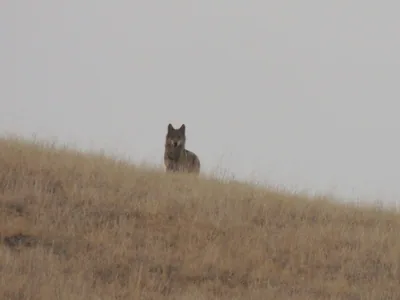 Kurt (Canis lupus) — დავით გარეჯის უდაბნო