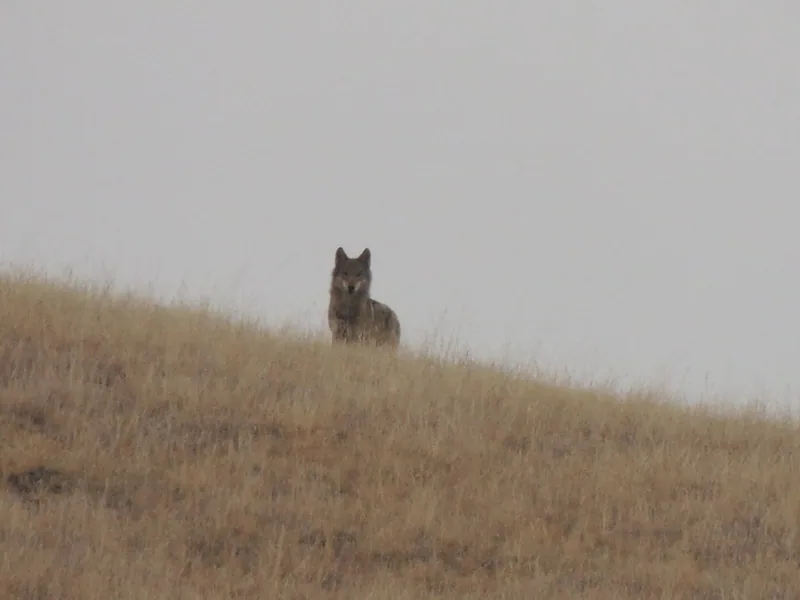 Grey wolf (Canis lupus) — David Gareja desert