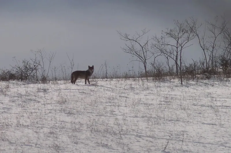 Grey wolf (Canis lupus) — Year-round in Georgia — Giorgi Rajebashvili