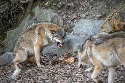 Kurt (Canis lupus) — ინსბრუკი — Wilfredor