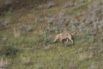 Grey wolf (Canis lupus)