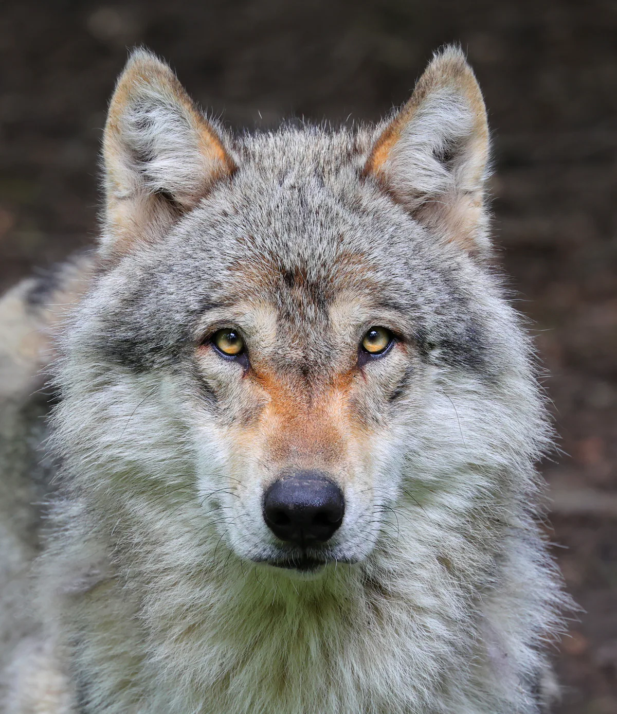Grey wolf (Canis lupus) — Pescheray — Clément Bardot