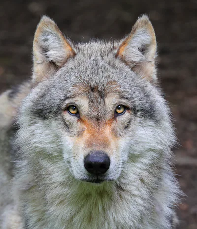Kurt (Canis lupus) — პეშერეი — Clément Bardot