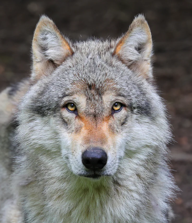 Grey wolf (Canis lupus) — Pescheray — Clément Bardot