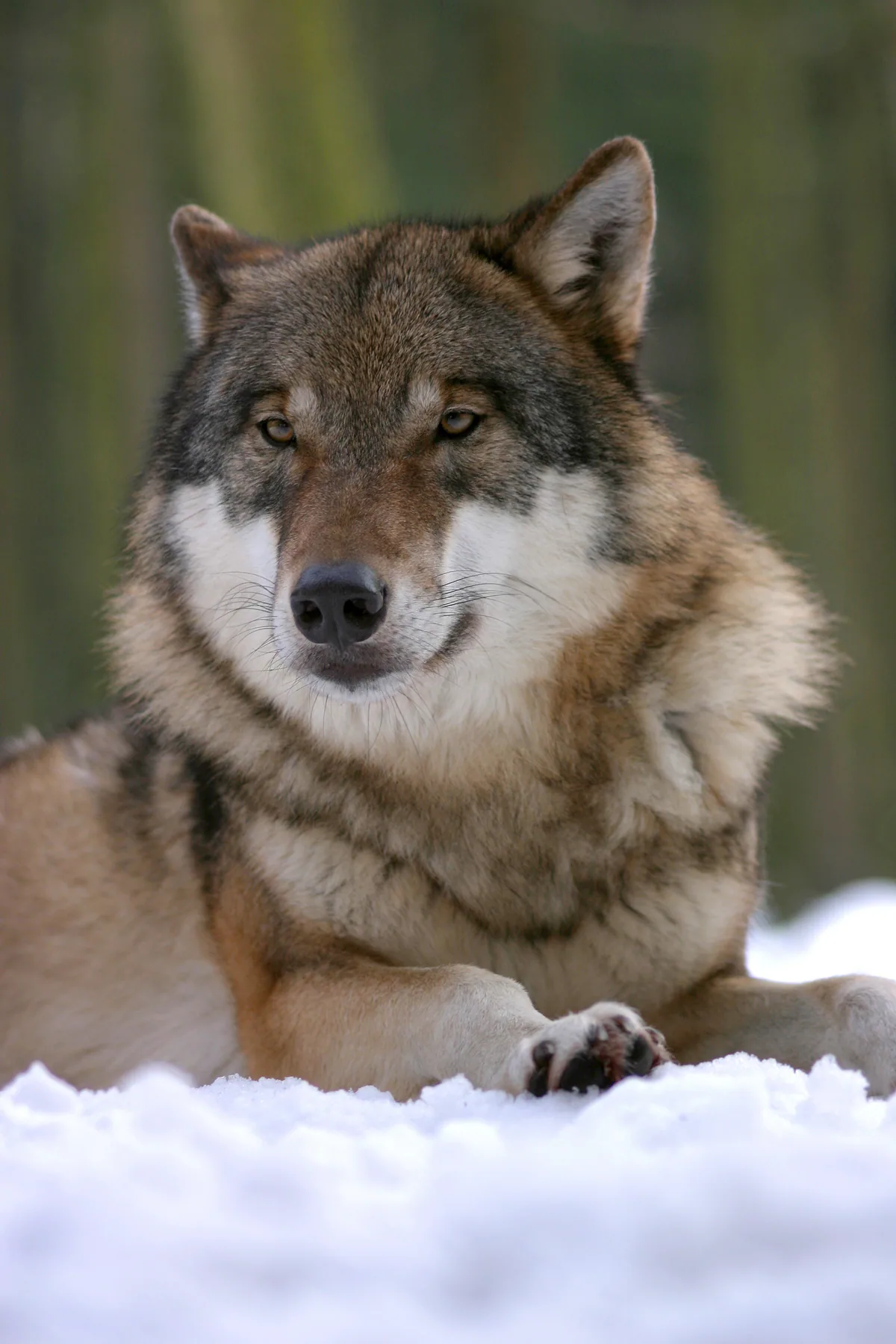 Grey wolf (Canis lupus) — Year-round in Georgia — Pieter-Paul G
