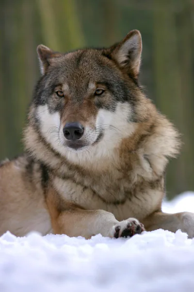Kurt (Canis lupus) — Gürcistan’da yıl boyu — Pieter-Paul G
