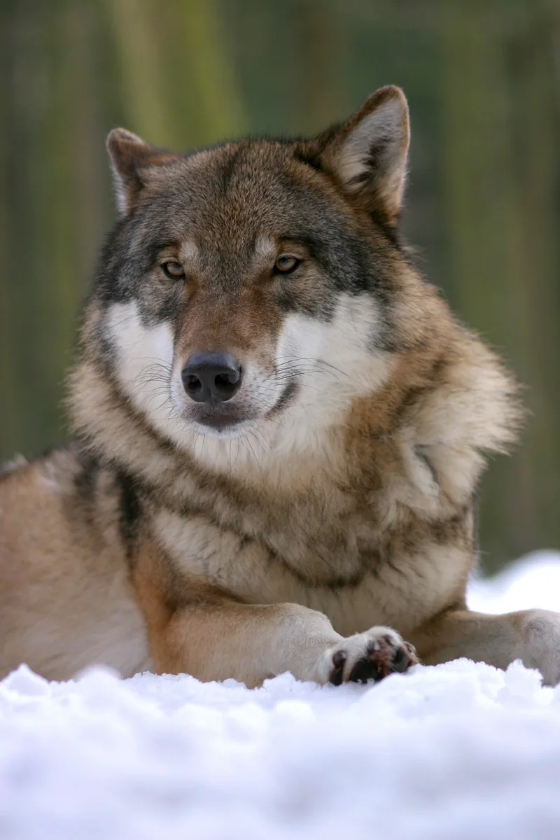 Grey wolf (Canis lupus) — Year-round in Georgia — Pieter-Paul G