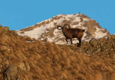 Doğu Kafkas turu (Capra cylindricornis) — ლაგოდეხი — ნიკა მელიქიშვილი