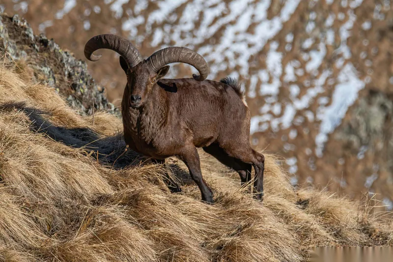 Doğu Kafkas turu (Capra cylindricornis) — ლაგოდეხი — ნიკა მელიქიშვილი