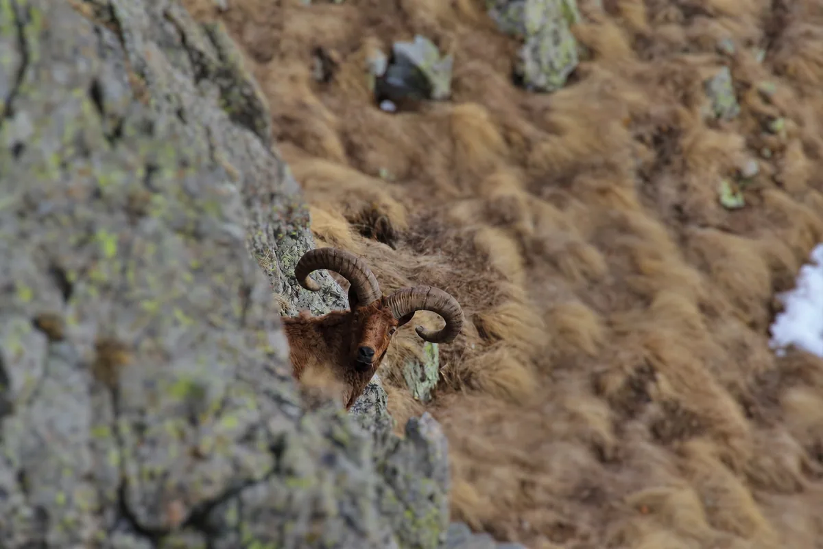 East Caucasian tur (Capra cylindricornis) High eastern Greater Caucasus