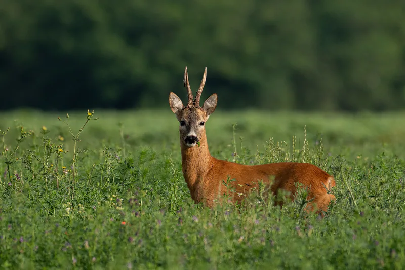Косуля (Capreolus capreolus) — Круглый год в Грузии — Divlja Srbija