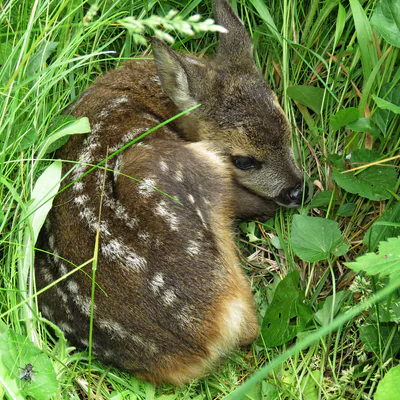 Косуля (Capreolus capreolus) — უნგრეთი — Nagy Sándor