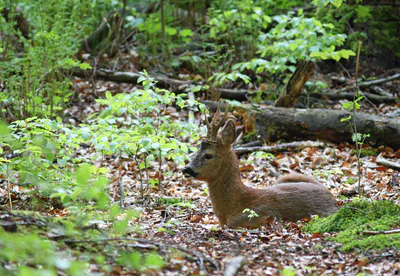 Косуля (Capreolus capreolus) — Круглый год в Грузии — Bouke ten Cate