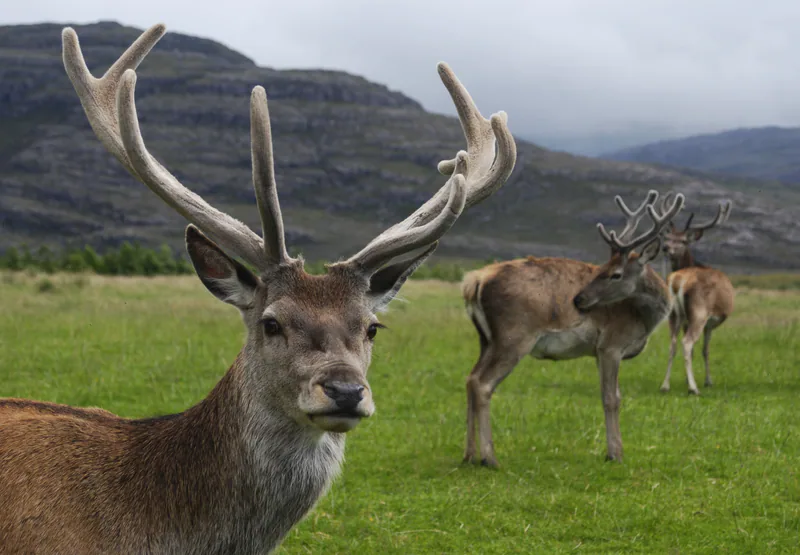 Благородный олень (Cervus elaphus) — Очень редок в Грузии