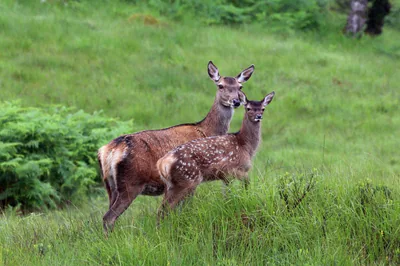 Благородный олень (Cervus elaphus) — Очень редок в Грузии