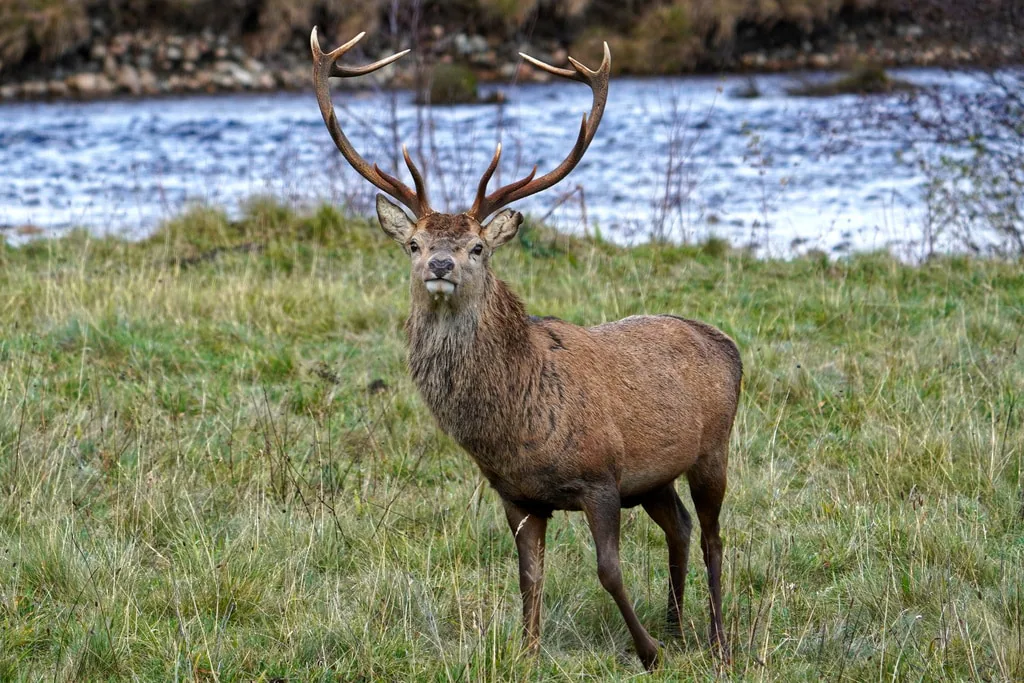 Kızıl geyik (Cervus elaphus) Gürcistan'da çok nadir