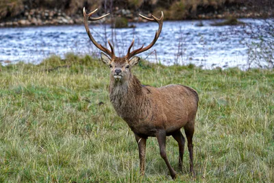 Благородный олень (Cervus elaphus) — Очень редок в Грузии — Andrew Melton