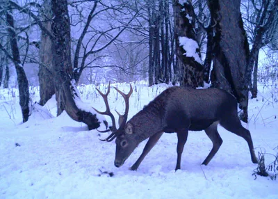 Благородный олень (Cervus elaphus) — ლაგოდეხი — გიორგი სულამანიძე