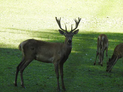 Благородный олень (Cervus elaphus) — სოხუმი — Larisa Nekrasova