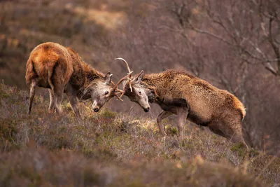 Благородный олень (Cervus elaphus) — Очень редок в Грузии — mcfegan_ian