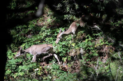Благородный олень (Cervus elaphus) — ლაგოდეხი — ნიკა ქერდიკოშვილი