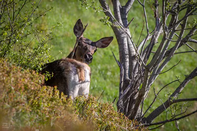 Благородный олень (Cervus elaphus) — ლაგოდეხი — თეიმურაზ პოპიაშვილი