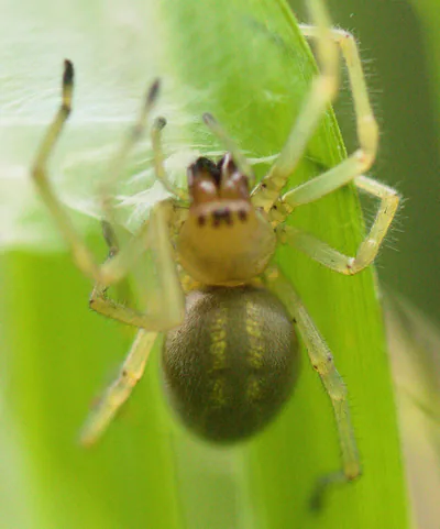 Cheiracanthium punctorium (Cheiracanthium punctorium) — Тбилиси, Кахетия, Имерети и другие подтверждённые места — Adam Golenia