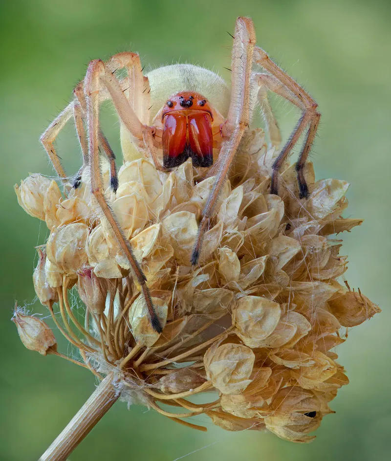 Cheiracanthium punctorium (Cheiracanthium punctorium) — თბილისი — Armen Seropian