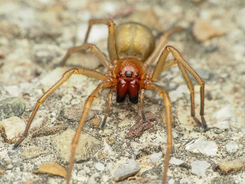Cheiracanthium punctorium (Cheiracanthium punctorium) — Тбилиси, Кахетия, Имерети и другие подтверждённые места — Dominic Pfab