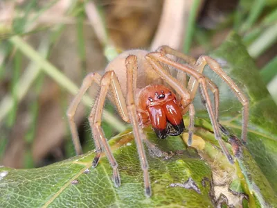 Cheiracanthium punctorium (Cheiracanthium punctorium) — Тбилиси, Кахетия, Имерети и другие подтверждённые места — Leda Vanzetta