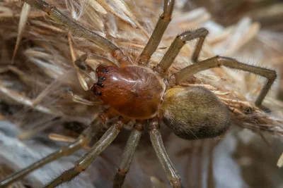 Cheiracanthium punctorium (Cheiracanthium punctorium) — Тбилиси, Кахетия, Имерети и другие подтверждённые места — zsiciarz