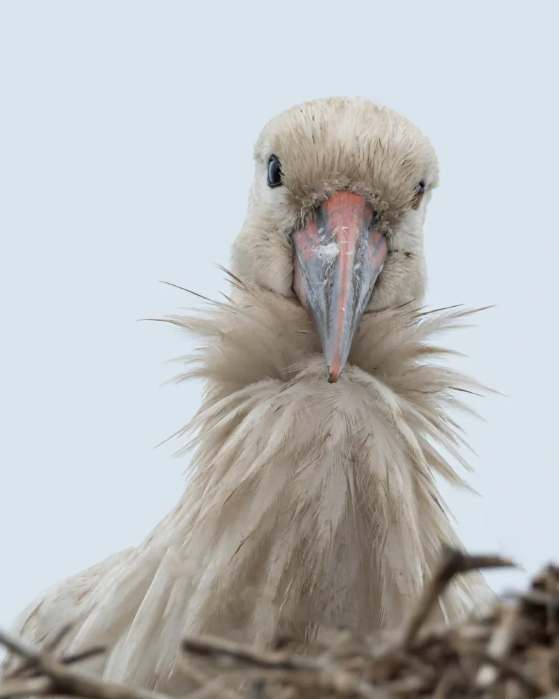თეთრი ყარყატი (Ciconia ciconia) — წალკა — gogopopo