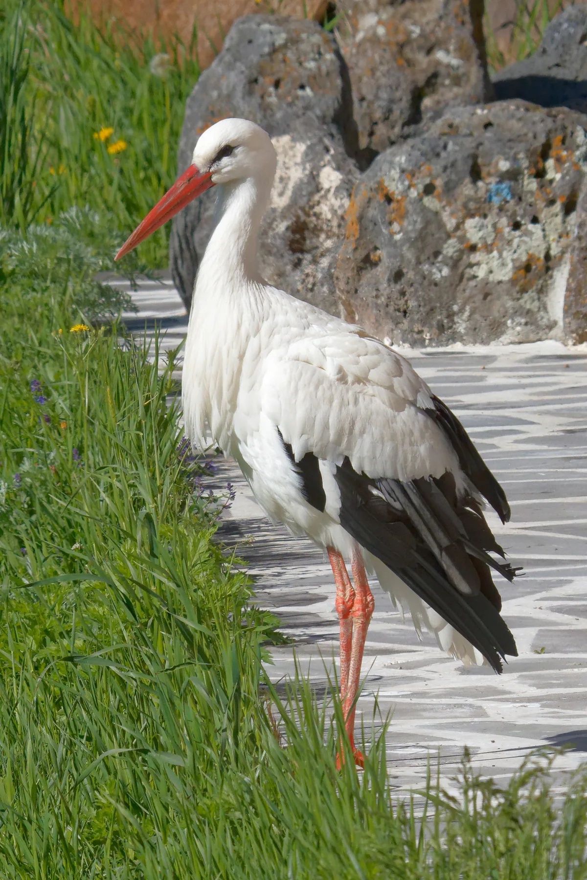თეთრი ყარყატი (Ciconia ciconia) — ახალქალაქი — Hoiman
