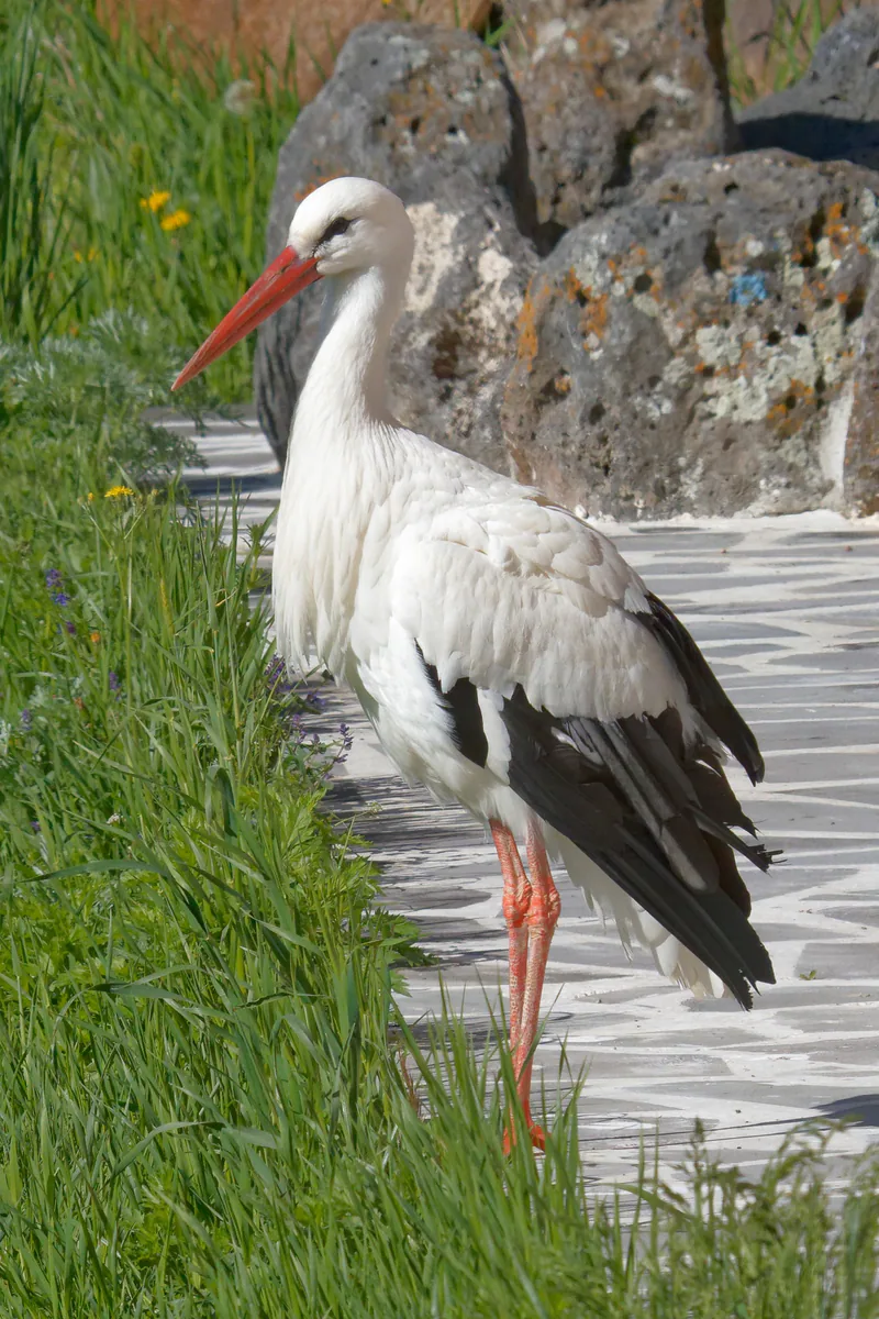 თეთრი ყარყატი (Ciconia ciconia) — ახალქალაქი — Hoiman