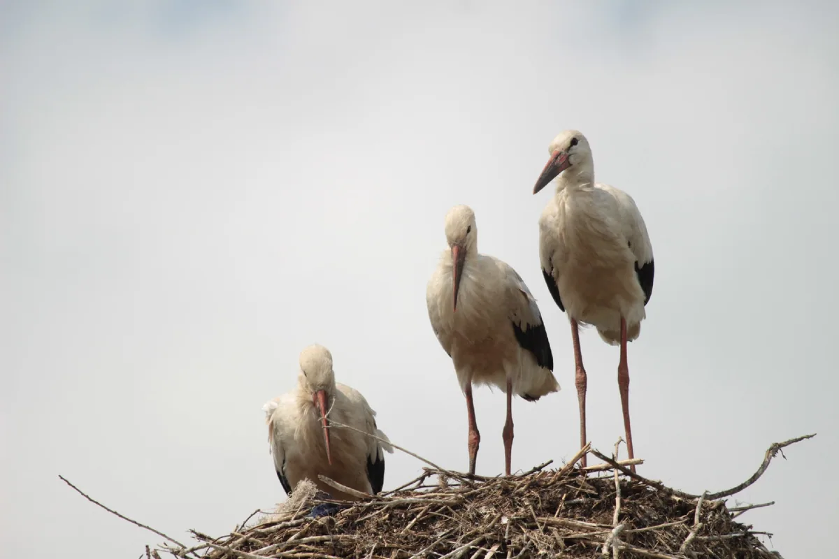 White stork (Ciconia ciconia) Samtskhe–Javakheti, Kvemo Kartli, and Adjara