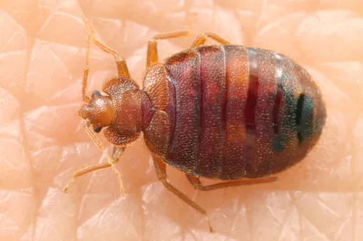 Common bed bug (Cimex lectularius) — Georgia — published records from two bat roosts — gernotkunz