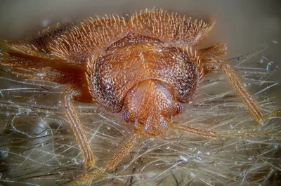 Common bed bug (Cimex lectularius) — Georgia — published records from two bat roosts — Gilles San Martin