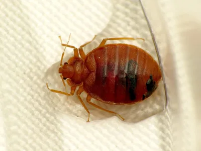 Common bed bug (Cimex lectularius) — Georgia — published records from two bat roosts — Katja Schulz