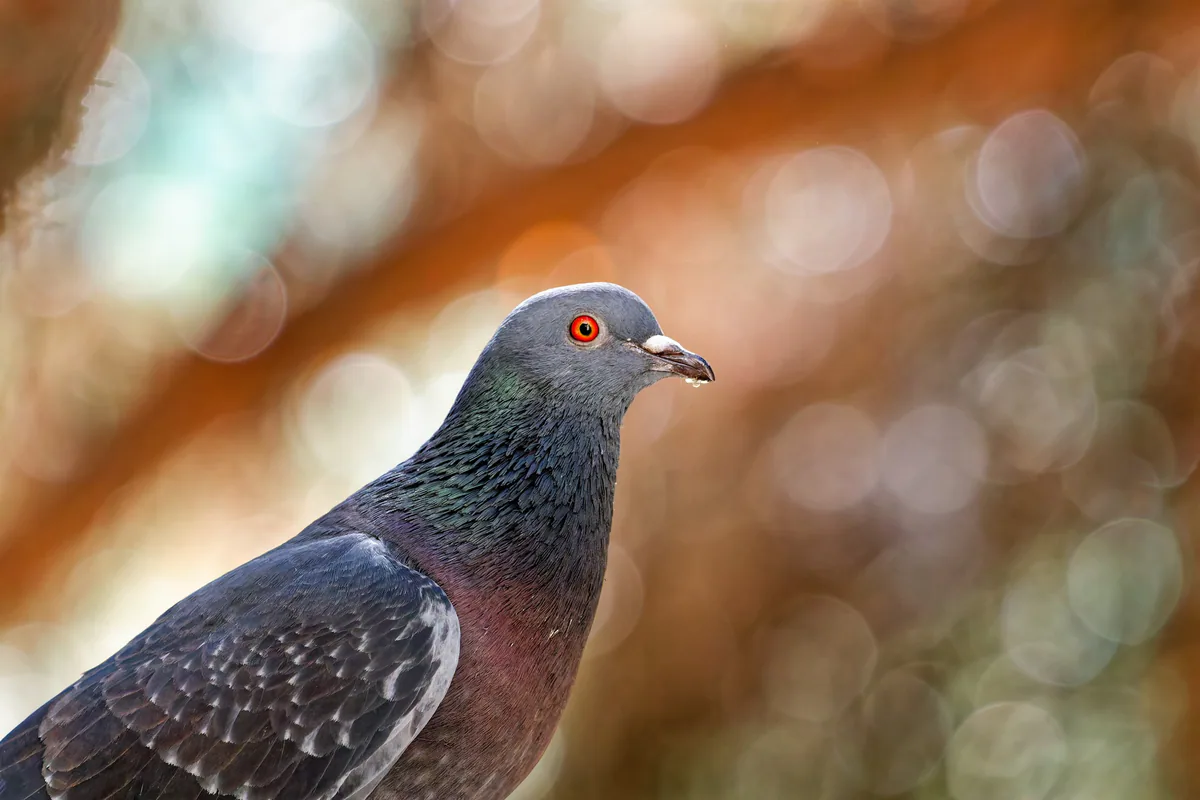 გარეული მტრედი (Columba livia) — თბილისი — Donsky