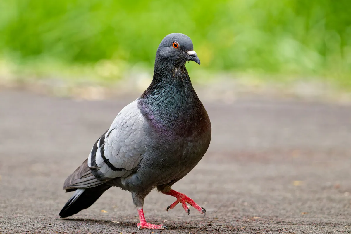 გარეული მტრედი (Columba livia) — თბილისი — Donsky