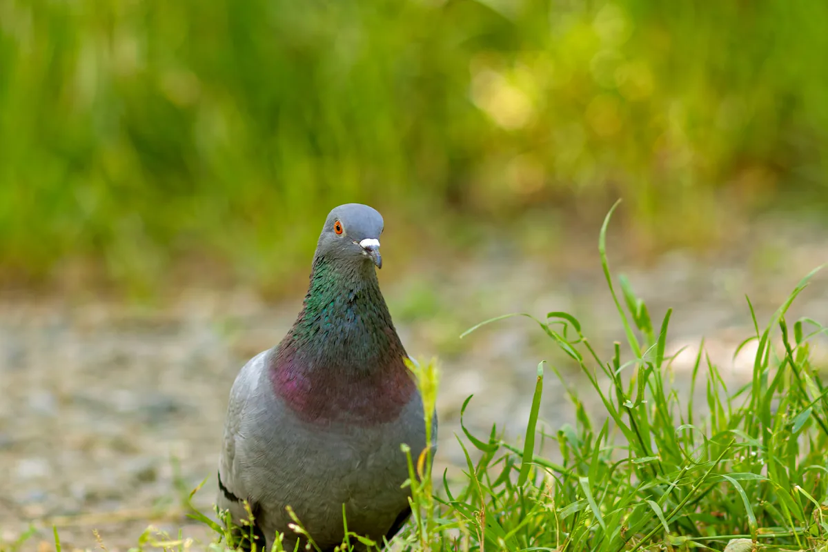 გარეული მტრედი (Columba livia) — ლისის ტბა, თბილისი — Donsky