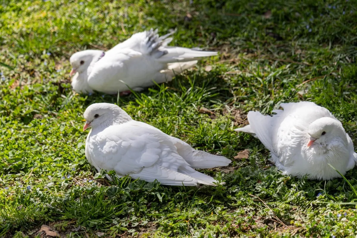 გარეული მტრედი (Columba livia) — მცხეთა — Ekaterina Shvydkaia