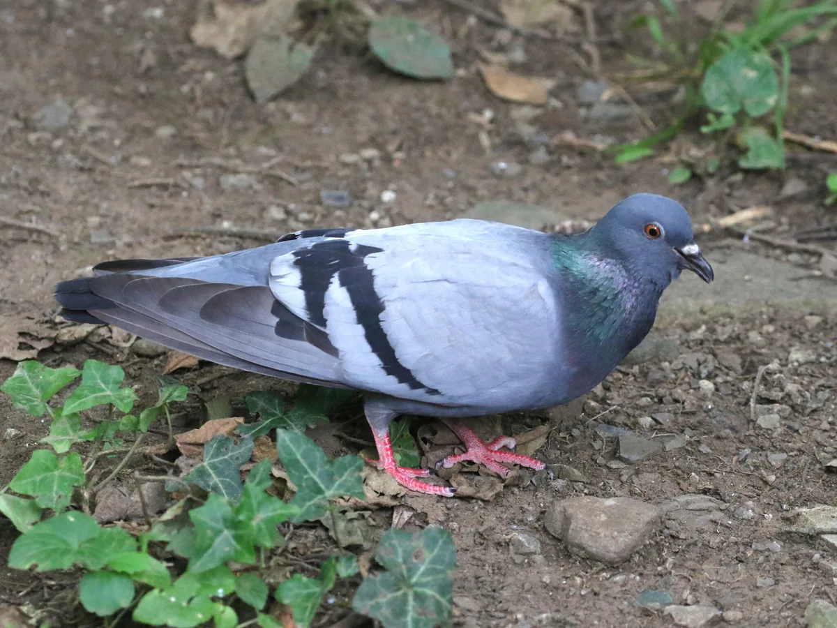 გარეული მტრედი (Columba livia) — ძველი თბილისი — Floyd E. Hayes