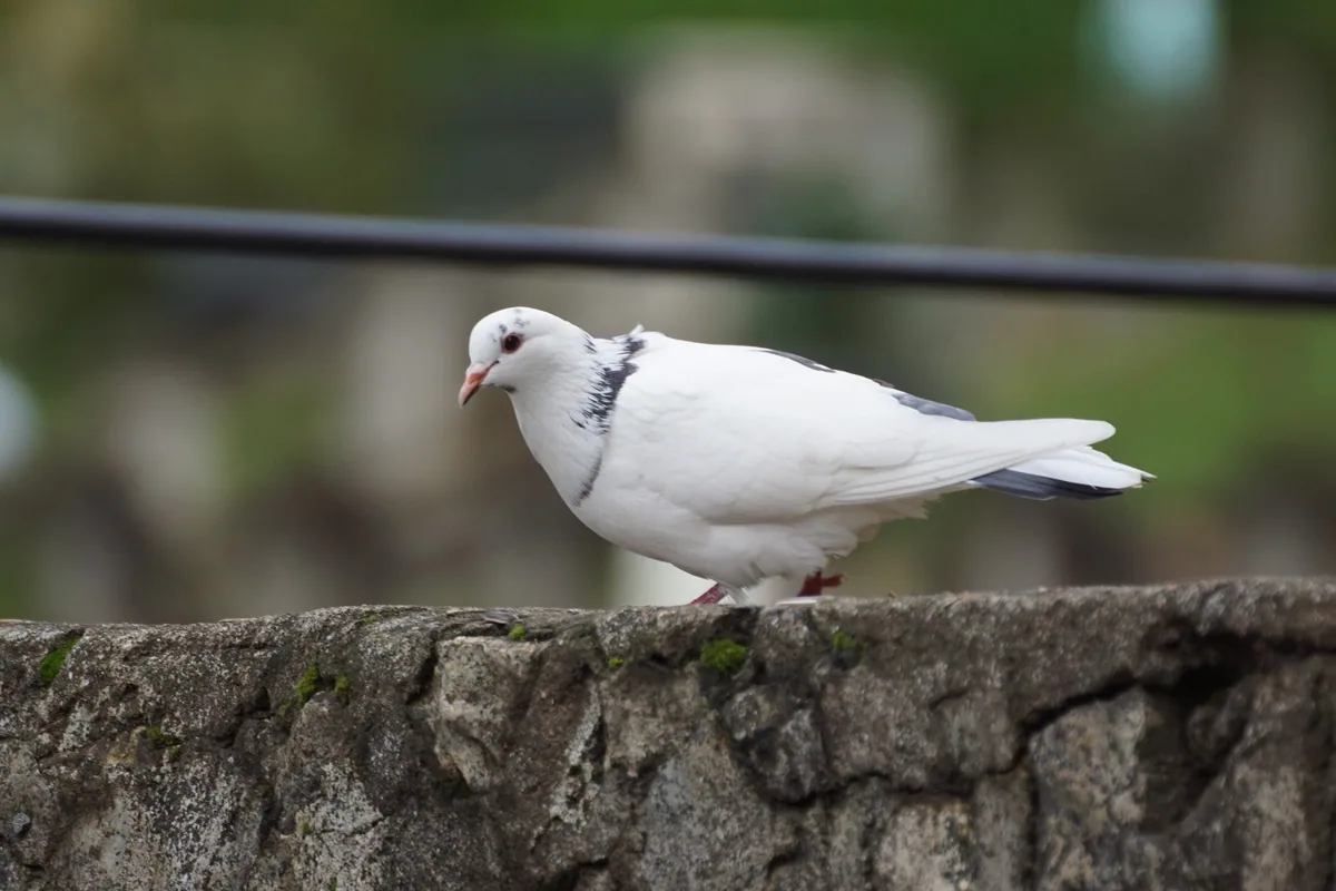 გარეული მტრედი (Columba livia) — გუდაუთა — Mikhail Protasov
