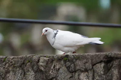 გარეული მტრედი (Columba livia) — გუდაუთა — Mikhail Protasov