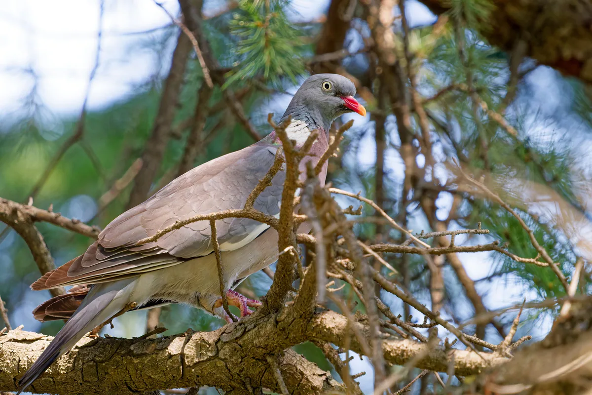 Вяхирь (Columba palumbus) Круглогодичный резидент, мигрант и зимующий гость в Грузии