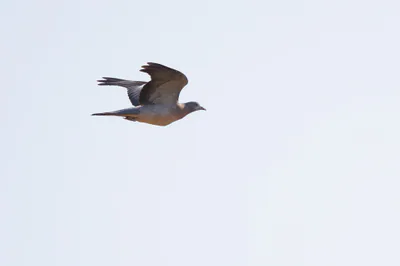 ქედანი (Columba palumbus) — კუმისი