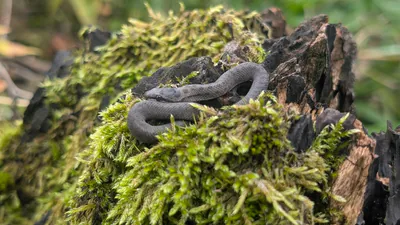 Smooth snake (Coronella austriaca) — Mtiralas National Park